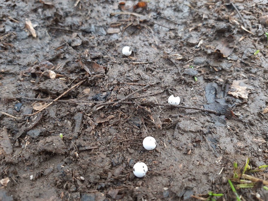 Airsoft BBs laying in the mud